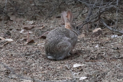 Sylvilagus audubonii