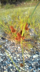 Cyperus glomeratus