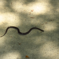 Galvarinus chilensis