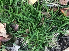 Poa