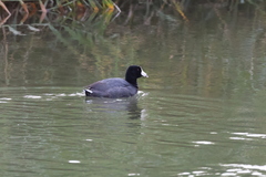 Fulica americana