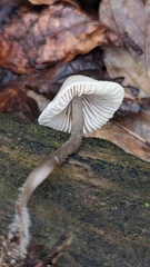 Mycena arcangeliana