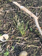 Juncus effusus effusus