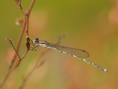 Austrolestes leda