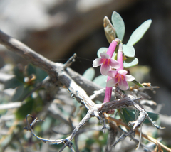 Symphoricarpos longiflorus