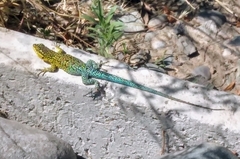 Liolaemus tenuis