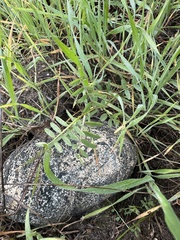 Vicia villosa