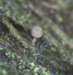Arcyria pausiaca