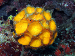 Cinachyra