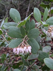 Arctostaphylos pallida