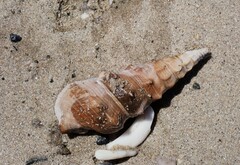 Pyrazus ebeninus