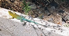 Liolaemus tenuis