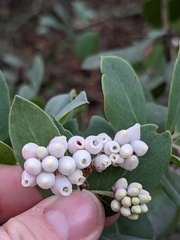 Arctostaphylos pallida