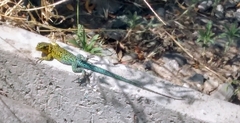 Liolaemus tenuis