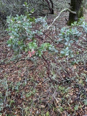 Arctostaphylos pallida