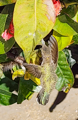 Calypte costae