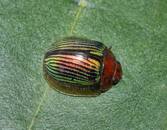 Paropsisterna basalis