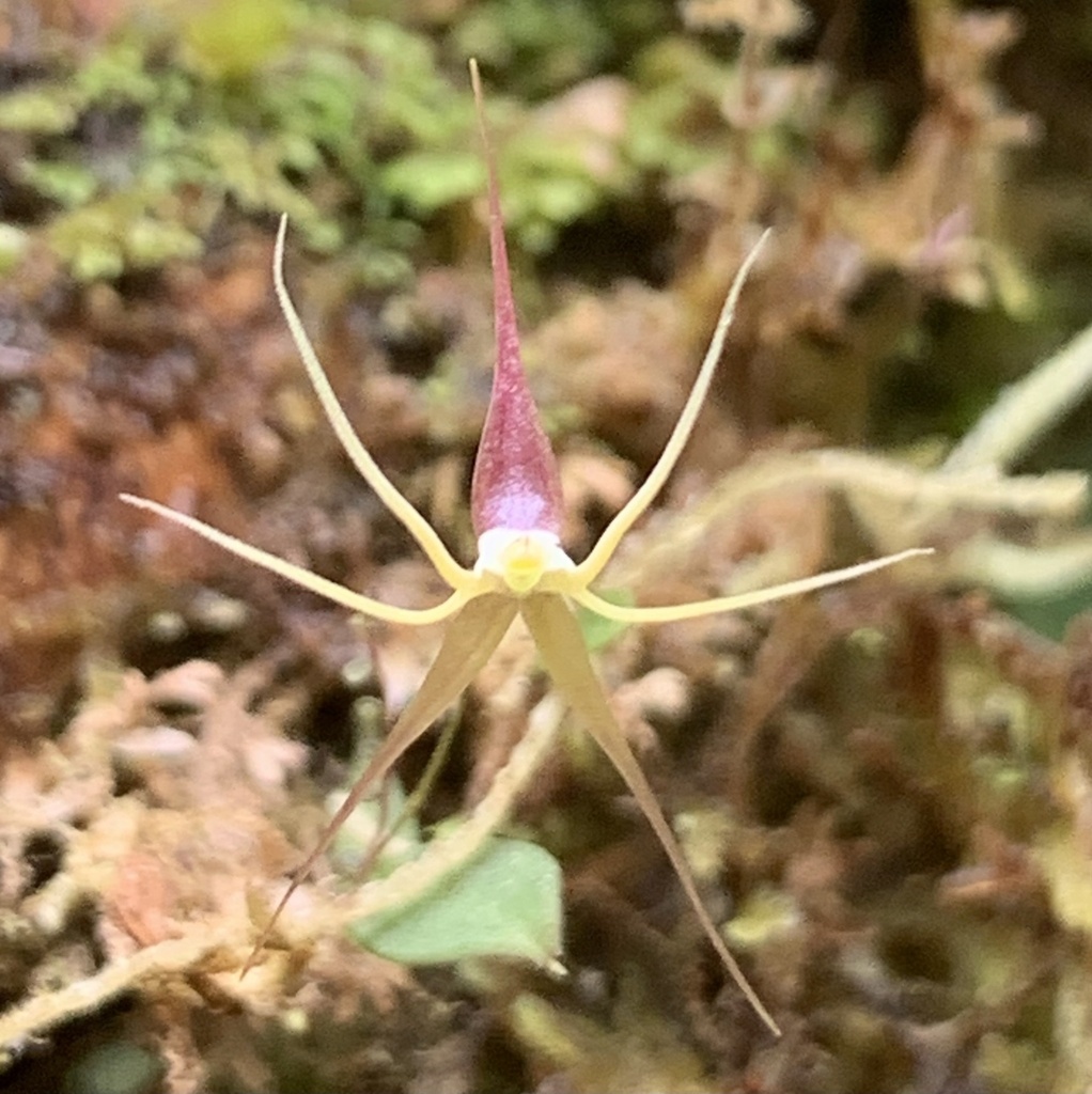 Lepanthes Eros レパンテス 小型ランエクアドル 希少 その他観葉植物