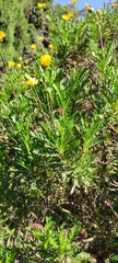 Euryops chrysanthemoides