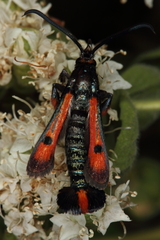 Chamaesphecia chalciformis