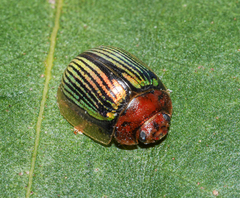 Paropsisterna basalis