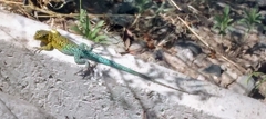Liolaemus tenuis