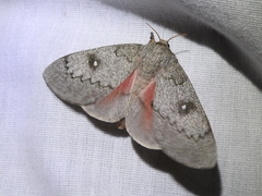 Syssphinx heiligbrodti