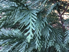 Thuja occidentalis