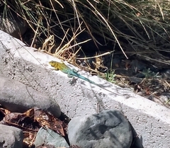 Liolaemus tenuis