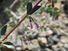 Symphoricarpos longiflorus