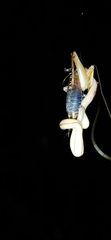 Geonemertes pelaensis