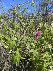 Lathyrus vestitus alefeldii