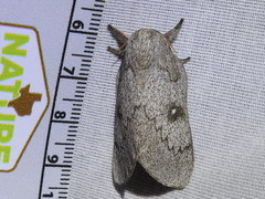 Syssphinx heiligbrodti