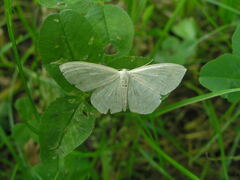 Scopula floslactata