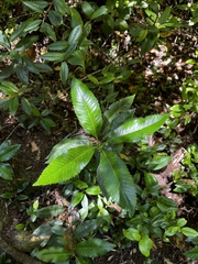 Caldcluvia paniculata
