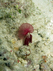 Oceanapia sagittaria