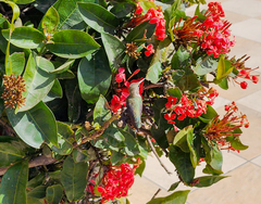 Calypte costae