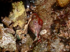 Nodopelagia brazieri