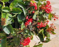 Calypte costae