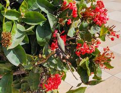 Calypte costae