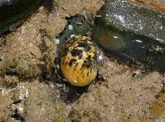 Nerita chamaeleon