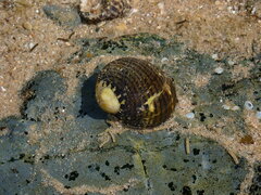 Nerita chamaeleon