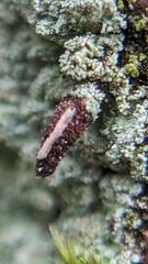 Luffia ferchaultella