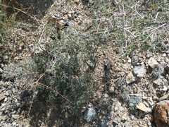 Symphoricarpos longiflorus