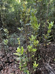 Eucryphia cordifolia