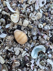 Notocypraea comptonii