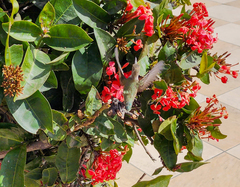 Calypte costae