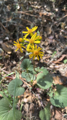 Packera coahuilensis