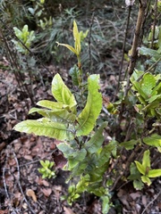 Eucryphia cordifolia