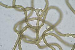 Arcyria pausiaca